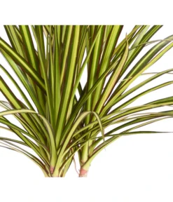 Drachenbaum - Dracaena Marginata 'Sunray' -Progarden Pflanzen Verkäufe 8204562 PR DE 001 DracaenaSunrayDehnerZS