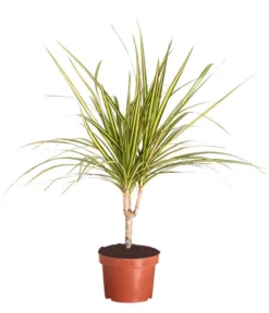 Drachenbaum - Dracaena Marginata 'Sunray'