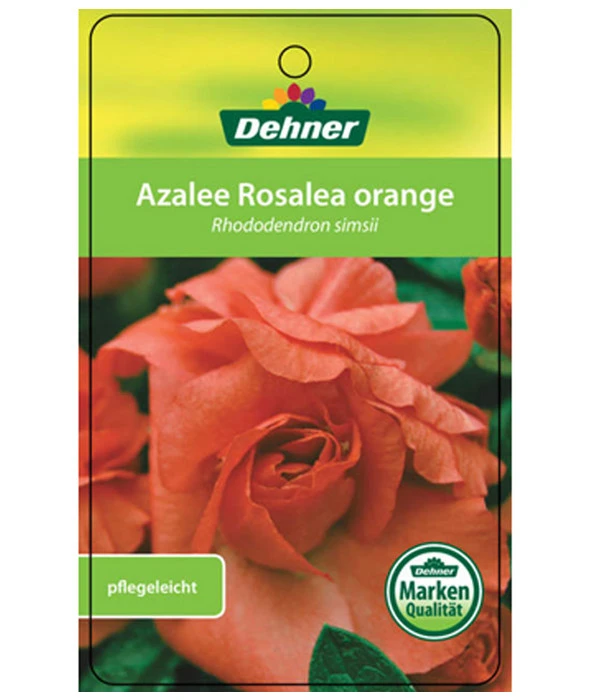 Zimmerazalee - Rhododendron Simsii 'Rosalea' 5 Zimmerazalee - Rhododendron Simsii 'Rosalea' – Bild 5