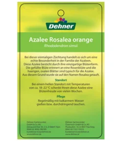 Zimmerazalee - Rhododendron Simsii 'Rosalea' 11 Zimmerazalee - Rhododendron Simsii 'Rosalea' -Progarden Pflanzen Verkäufe 8206021 AzaleeRosaleaOrangeEtikett2