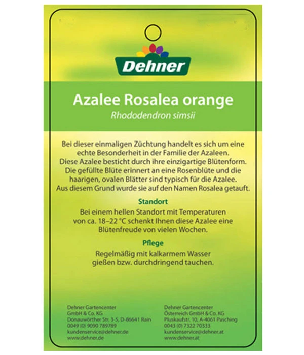 Zimmerazalee - Rhododendron Simsii 'Rosalea' 6 Zimmerazalee - Rhododendron Simsii 'Rosalea' – Bild 6
