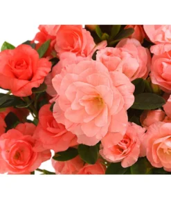 Zimmerazalee - Rhododendron Simsii 'Rosalea' 8 Zimmerazalee - Rhododendron Simsii 'Rosalea' -Progarden Pflanzen Verkäufe 8206021 PR DE 001 Azalea RosaleaApricotDehnerExpressHerzig