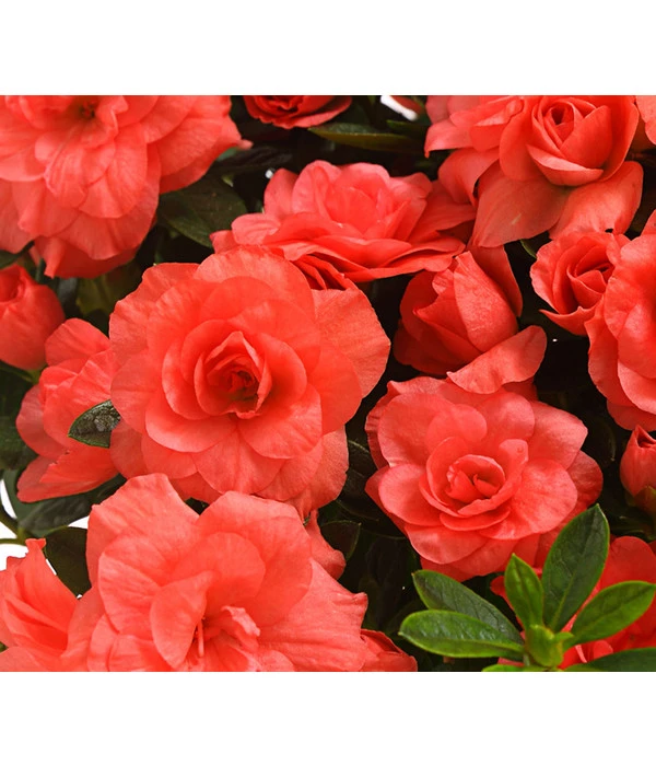 Zimmerazalee - Rhododendron Simsii 'Rosalea' 4 Zimmerazalee - Rhododendron Simsii 'Rosalea' – Bild 4