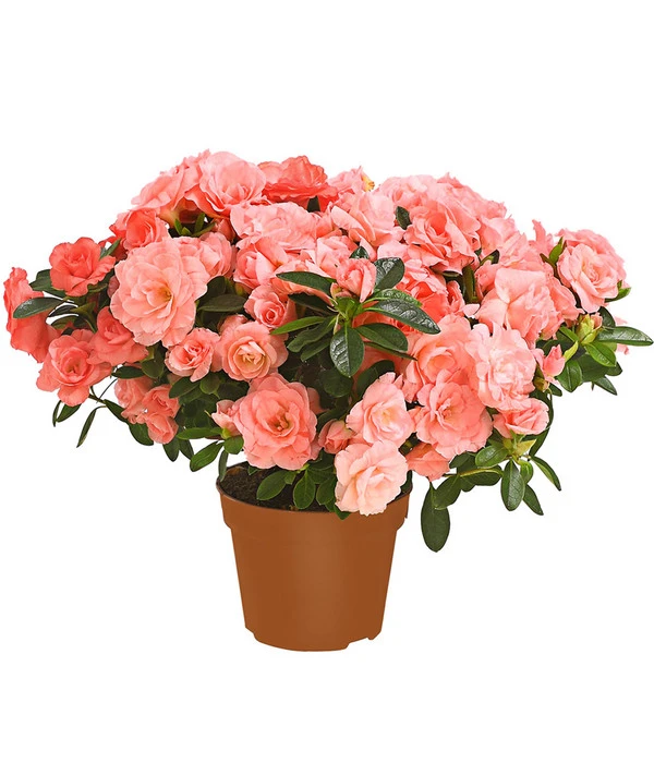 Zimmerazalee - Rhododendron Simsii 'Rosalea' 1 Zimmerazalee - Rhododendron Simsii 'Rosalea'