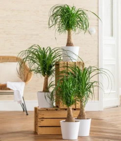 Elefantenfuß - Beaucarnea Recurvarta 6 Elefantenfuß - Beaucarnea Recurvarta -Progarden Pflanzen Verkäufe 8207946 WE MO 001 BeaucarneaRecurvataT17 CCSeitenbanner 2022 01