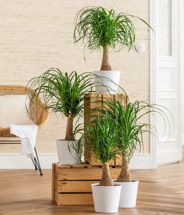 Elefantenfuß - Beaucarnea Recurvarta 3 Elefantenfuß - Beaucarnea Recurvarta – Bild 3