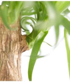 Elefantenfuß - Beaucarnea Recurvata -Progarden Pflanzen Verkäufe 8207961 PR DE 001 BeaucarneaRecurvataElefantenfussDehnerExpressZS 1