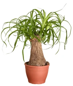 Elefantenfuß - Beaucarnea Recurvata