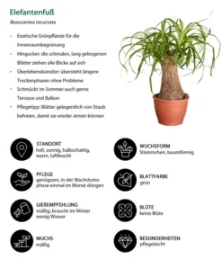 Elefantenfuß - Beaucarnea Recurvata -Progarden Pflanzen Verkäufe 8207961 WE IG 001 ElefantenfussBeaucarneaRecurvataElefantenfussDehnerExpressZS