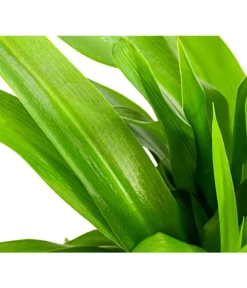 Grünlilie - Chlorophytum Comosum -Progarden Pflanzen Verkäufe 8212748 PR DE 001 ChlorophytumComosumGruenT12DehnerExpressHerzig