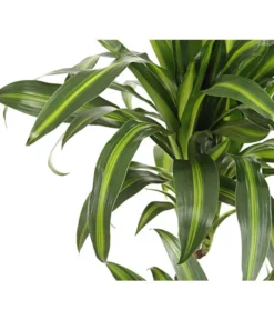 Drachenbaum - Dracaena Deremensis, Verschiedene Sorten 13 Drachenbaum - Dracaena Deremensis, Verschiedene Sorten -Progarden Pflanzen Verkäufe 8220980 WE DE 001 DrachenbaumDracaenaHawaianSunshineT27DehnerExpressHerzig