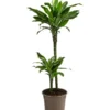 Drachenbaum - Dracaena Fragrans Var. Stedneri 'Golden Coast'