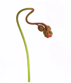 Sonnentau - Drosera Aliciae -Progarden Pflanzen Verkäufe 8222960 WE DE 001 DroseraAliciaeT9DehnerExpressHerzig