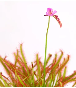 Kap-Sonnentau - Drosera Capensis -Progarden Pflanzen Verkäufe 8223042 WE DE 002 DroseraCapensisT9DehnerExpressHerzig