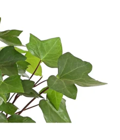 Efeu - Hedera Helix 'Mont Gommery' -Progarden Pflanzen Verkäufe 8224404 PR de 001 EfeuHederaHelixMontGommeryT13DehnerExpressHerzig