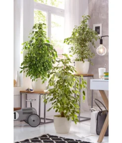 Birkenfeige - Ficus Benjamina 'Reginald' -Progarden Pflanzen Verkäufe 8227563 WE 002 FicusBenjaminaUveSauer