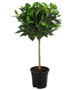 Australischer Feigenbaum 'Australis'