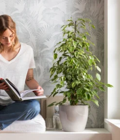 Birkenfeige - Ficus Benjamina 'Forever', Verschiedene Sorten -Progarden Pflanzen Verkäufe 8229106 WE MO 001 BirkenfeigeFicusForeverMixT21