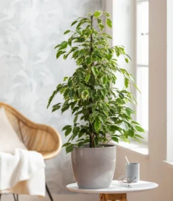 Birkenfeige - Ficus Benjamina 'Forever', Verschiedene Sorten -Progarden Pflanzen Verkäufe 8229106 WE MO 001 FicusForeverMixT21