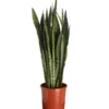 Bogenhanf - Sansevieria Zeylanica