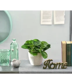 Peperomie - Peperomia Obtusifolia 'Lime' -Progarden Pflanzen Verkäufe 8243057 PR MO 001 PeperomiaOptusifoliaDehnerExpressHerzig