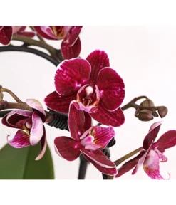 Midi Schmetterlingsorchidee - Phalaenopsis Cultivars, Zweitriebig, Verschiedene Sorten 16 Midi Schmetterlingsorchidee - Phalaenopsis Cultivars, Zweitriebig, Verschiedene Sorten -Progarden Pflanzen Verkäufe 8245052 PR DE 001 PhalaenposisHybrideT9DehnerExpressHerzig