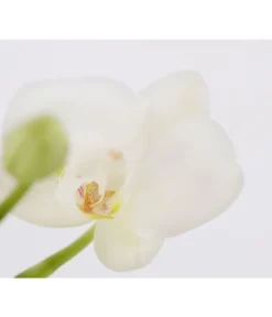 Midi Schmetterlingsorchidee - Phalaenopsis Cultivars, Zweitriebig, Verschiedene Sorten 15 Midi Schmetterlingsorchidee - Phalaenopsis Cultivars, Zweitriebig, Verschiedene Sorten -Progarden Pflanzen Verkäufe 8245052 PR DE 001 PhalaenposisHybrideT9MidiOrchideeDehnerExpressZS
