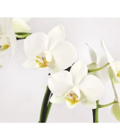 Midi Schmetterlingsorchidee - Phalaenopsis Cultivars, Zweitriebig, Verschiedene Sorten 17 Midi Schmetterlingsorchidee - Phalaenopsis Cultivars, Zweitriebig, Verschiedene Sorten -Progarden Pflanzen Verkäufe 8245052 PR DE 002 PhalaenposisHybrideT9DehnerExpressHerzig