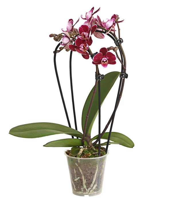 Midi Schmetterlingsorchidee - Phalaenopsis Cultivars, Zweitriebig, Verschiedene Sorten 3 Midi Schmetterlingsorchidee - Phalaenopsis Cultivars, Zweitriebig, Verschiedene Sorten – Bild 3