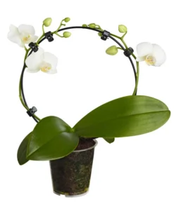 Midi Schmetterlingsorchidee - Phalaenopsis Cultivars, Zweitriebig, Verschiedene Sorten 12 Midi Schmetterlingsorchidee - Phalaenopsis Cultivars, Zweitriebig, Verschiedene Sorten -Progarden Pflanzen Verkäufe 8245052 PR FS 001 PhalaenposisHybrideT9MidiOrchideeDehnerExpressZS