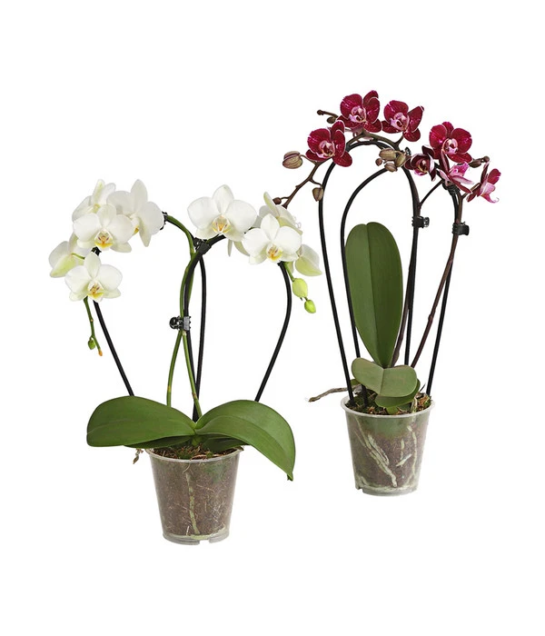 Midi Schmetterlingsorchidee - Phalaenopsis Cultivars, Zweitriebig, Verschiedene Sorten 1 Midi Schmetterlingsorchidee - Phalaenopsis Cultivars, Zweitriebig, Verschiedene Sorten