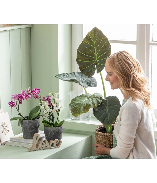 Midi Schmetterlingsorchidee - Phalaenopsis Cultivars, Zweitriebig, Verschiedene Sorten 6 Midi Schmetterlingsorchidee - Phalaenopsis Cultivars, Zweitriebig, Verschiedene Sorten – Bild 6
