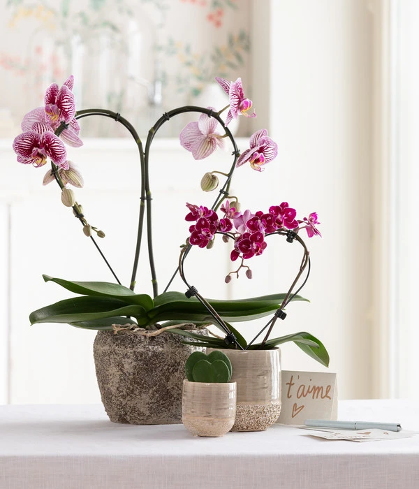 Midi Schmetterlingsorchidee - Phalaenopsis Cultivars, Zweitriebig, Verschiedene Sorten 5 Midi Schmetterlingsorchidee - Phalaenopsis Cultivars, Zweitriebig, Verschiedene Sorten – Bild 5