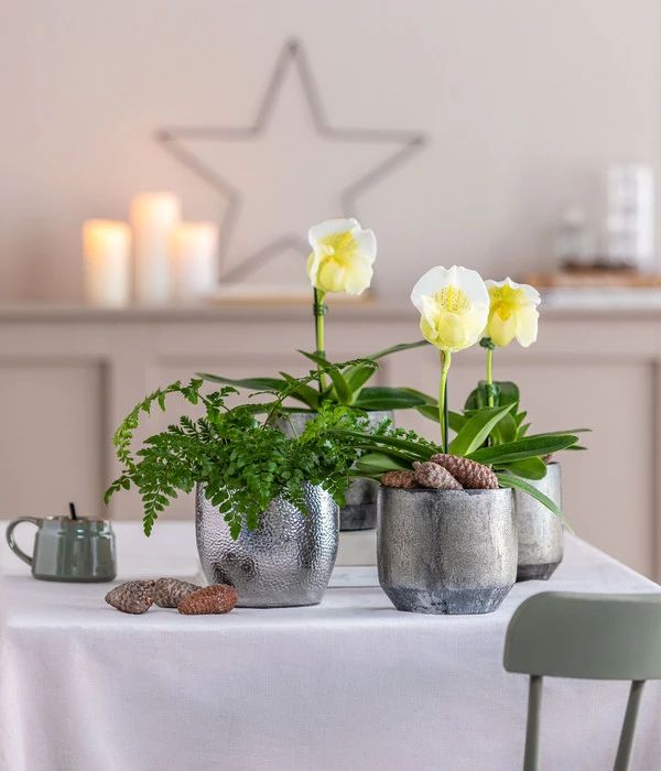 Frauenschuh - Paphiopedilum Complex Hybride 2 Frauenschuh - Paphiopedilum Complex Hybride – Bild 2