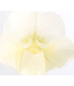 Frauenschuh - Paphiopedilum Complex Hybride 5 Frauenschuh - Paphiopedilum Complex Hybride -Progarden Pflanzen Verkäufe 8251472 PR DE 001 PaphiopedilumCompWeissFrauenschuhT12DehnerExpressZS