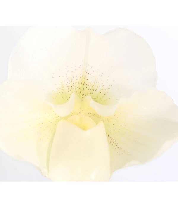 Frauenschuh - Paphiopedilum Complex Hybride 3 Frauenschuh - Paphiopedilum Complex Hybride – Bild 3