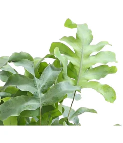 Farn-Set, Verschiedene Sorten, 3-teilig -Progarden Pflanzen Verkäufe 8253551 WE DE 001 GoldtueperlfarnPhlebodiumAureumAirT12