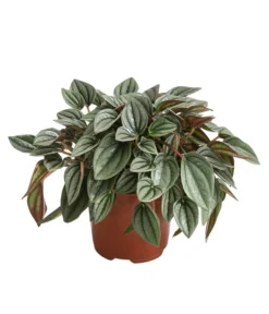 Peperomie - Peperomia Caperata 'Napoli Nights'