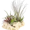 Tillandsien-Arrangement Auf Sansibar Rock - Tillandsia Hybride, 5-teilig