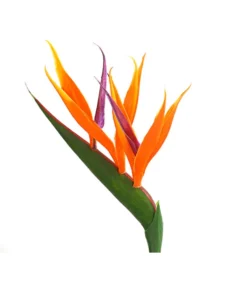 Paradiesvogelblume -Progarden Pflanzen Verkäufe 8276446 WE DE 001 StrelitziaReginaeParadiesvogelblumeDehnerExpressHerzig