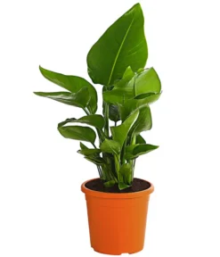 Weiße Strelitzie - Strelitzia Alba