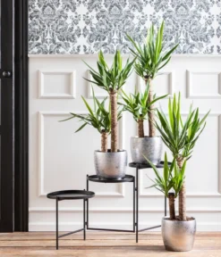 Dehner Keramik-Übertopf Rosella, Bauchig, Silber -Progarden Pflanzen Verkäufe 8286114 WE MO 001 Yucca Monatspflanze Dez2021 1