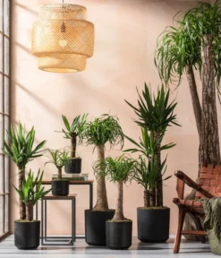 Yucca-Palme - Yucca Elephantipes -Progarden Pflanzen Verkäufe 8286429 8286114 8532624 8532624 8207961 8705634 WE MO 001 YuccaundBeaucarnea