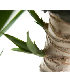 Yucca-Palme - Yucca Elephantipes -Progarden Pflanzen Verkäufe 8287039 WE DE 021 YuccaDehnerGedrehtEW