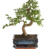 Bonsai Japanische Zelkove - Zelkova Serrata