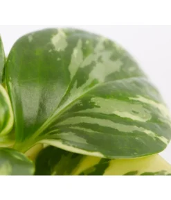 Peperomie - Peperomia Obtusifolia Variegata 'Golden Genua' 5 Peperomie - Peperomia Obtusifolia Variegata 'Golden Genua' -Progarden Pflanzen Verkäufe 8290975 PR DE 001 PeperomiaObtusifoliaVariegataBuntT11DehnerExpressZS