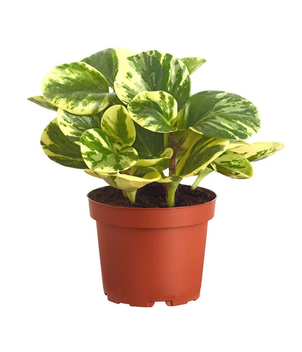 Peperomie - Peperomia Obtusifolia Variegata 'Golden Genua' 1 Peperomie - Peperomia Obtusifolia Variegata 'Golden Genua'