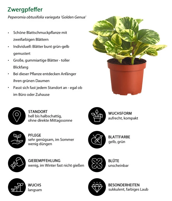 Peperomie - Peperomia Obtusifolia Variegata 'Golden Genua' 2 Peperomie - Peperomia Obtusifolia Variegata 'Golden Genua' – Bild 2