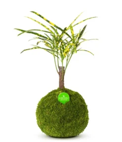 Kibonu Wunderstrauch - Codiaeum Variegatum 'Soley'