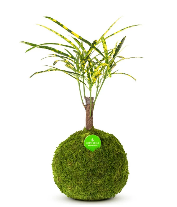 Kibonu Wunderstrauch - Codiaeum Variegatum 'Soley' 1 Kibonu Wunderstrauch - Codiaeum Variegatum 'Soley'